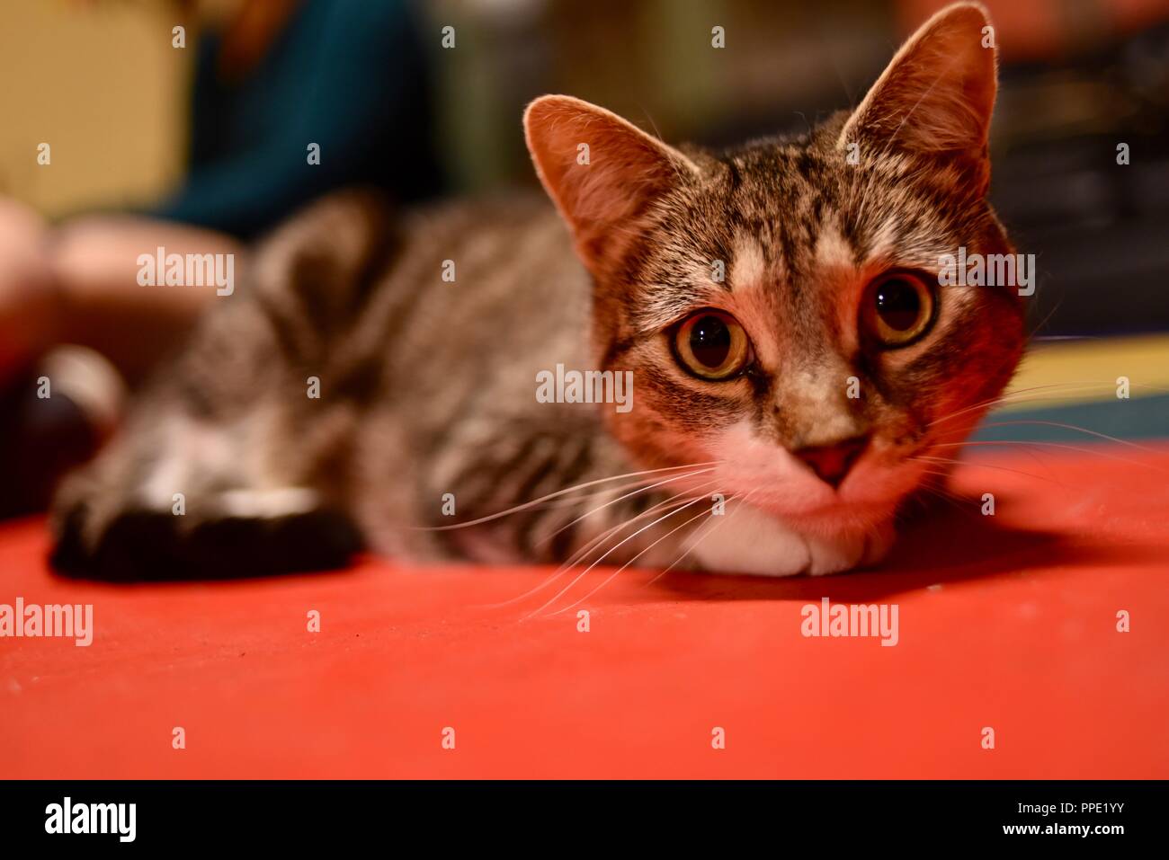 Adult cat pet laying on the ground floor staring with large eyes, Madison, Wisconsin Stock Photo