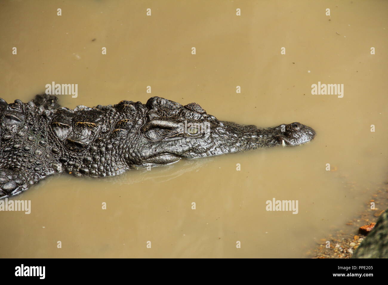 Closeup picture of a Siamese Crocodile (Crocodylus siamensis) floating in still water Stock Photo