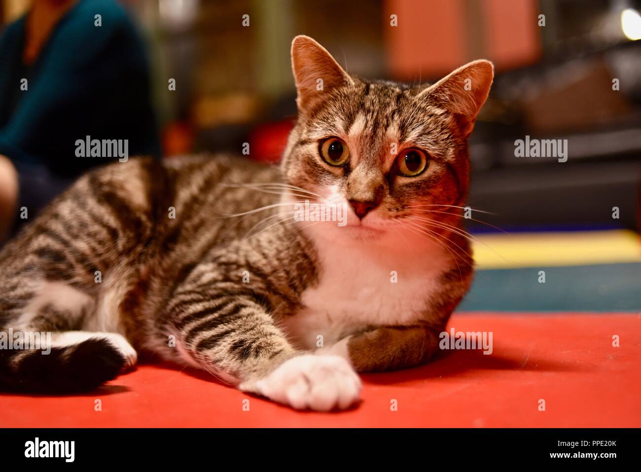 Adult cat pet laying on the ground floor staring with large eyes, Madison, Wisconsin Stock Photo