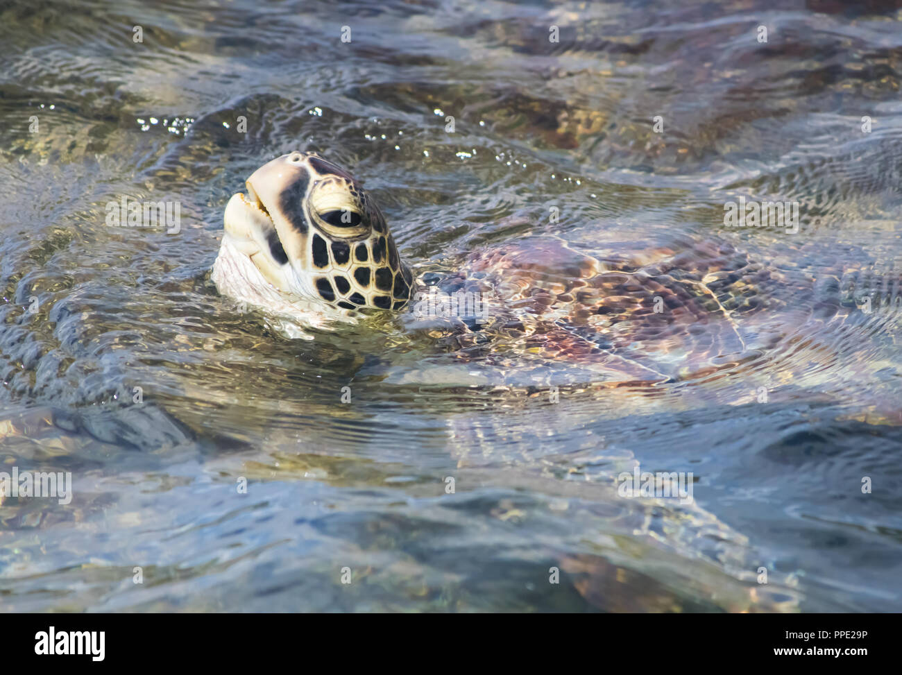 An adorable baby green sea turtle takes a break from foraging algae in the warm and shallow waters off Napili Beach on the island of Maui. Stock Photo
