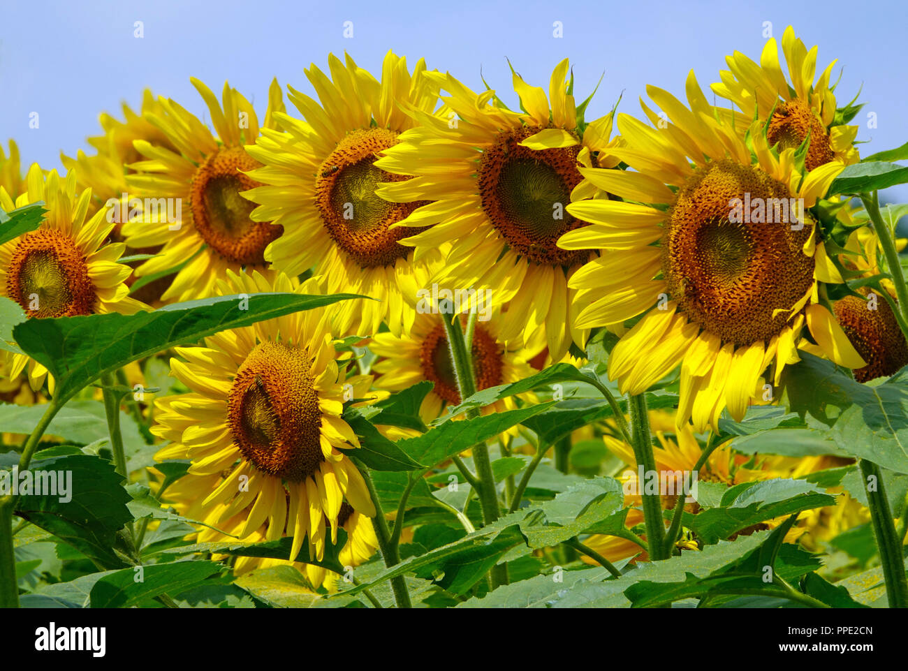 sunflowers lined up facing the sun Stock Photo Alamy