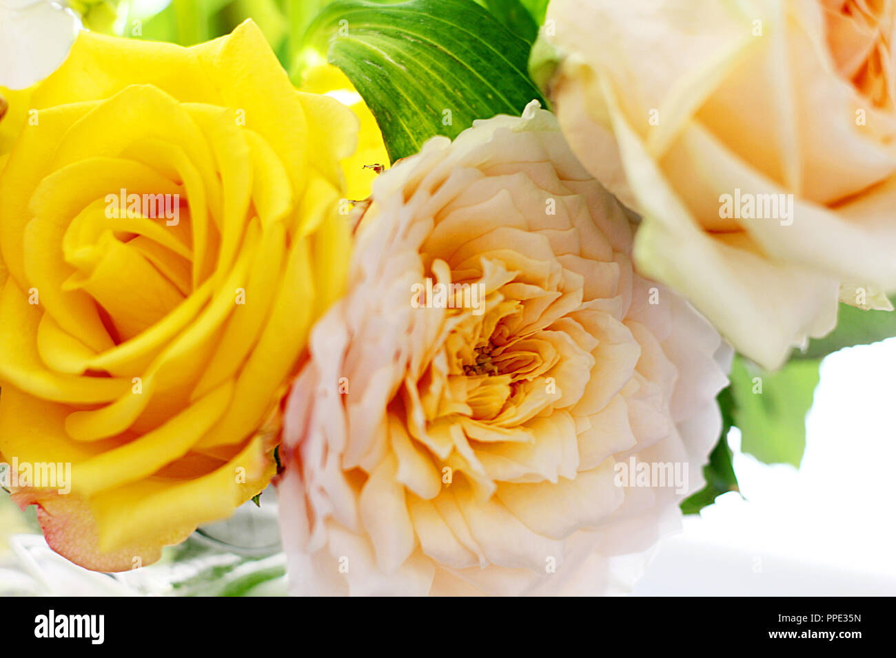 Wite flower hi-res stock photography and images - Alamy