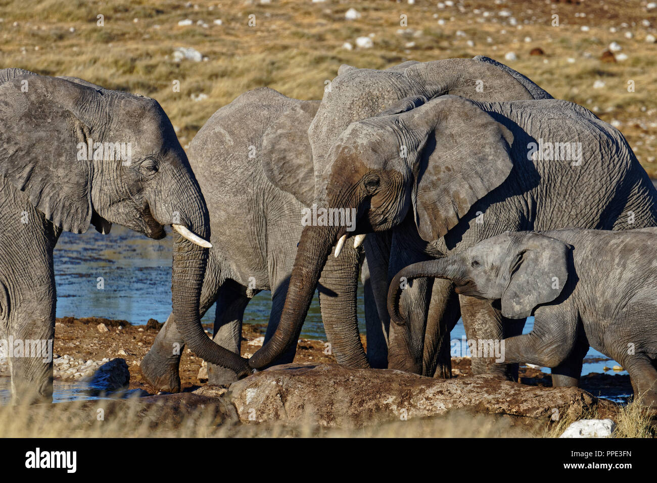 Elephants drinking at a waterhole, Etosha National Park waterhole, Namibia Stock Photo