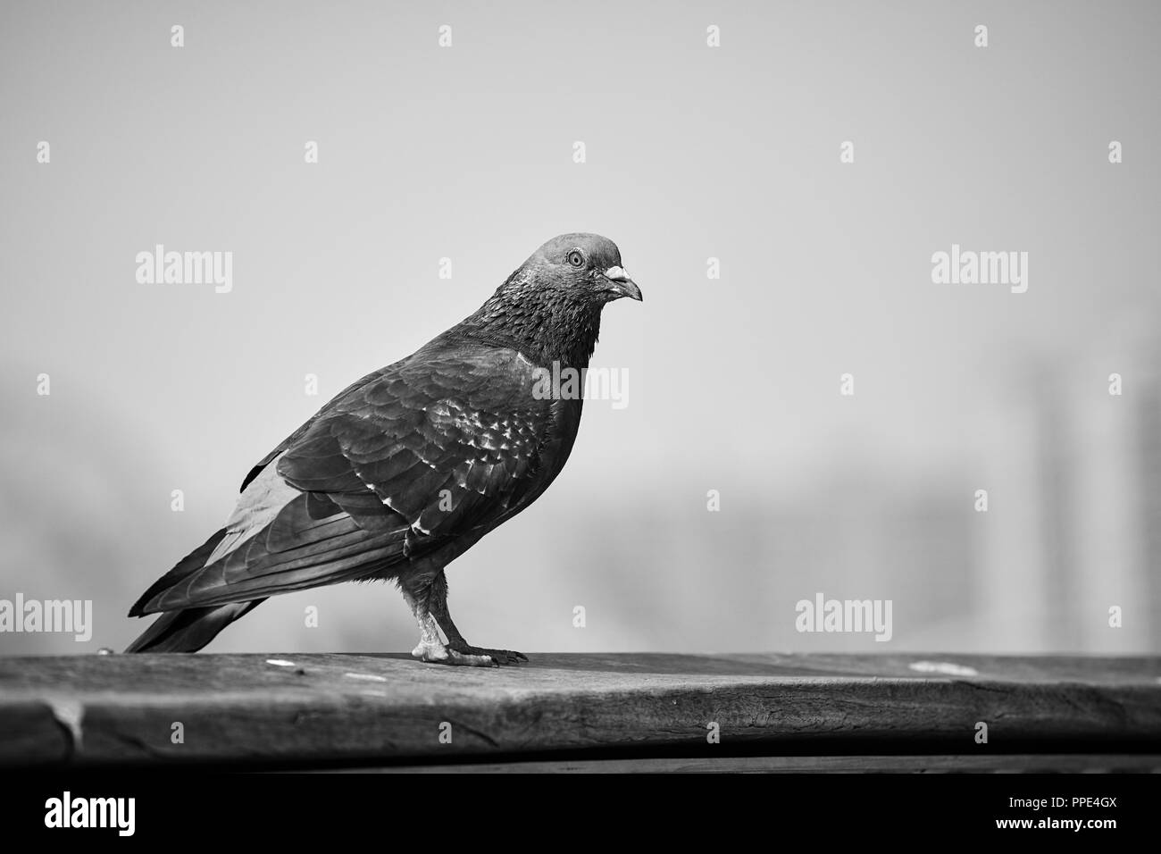 Black and white picture of a pigeon in a city, selective focus on an eye. Stock Photo