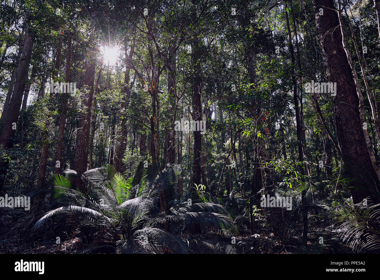 Rainforest at Fraser Island Stock Photo