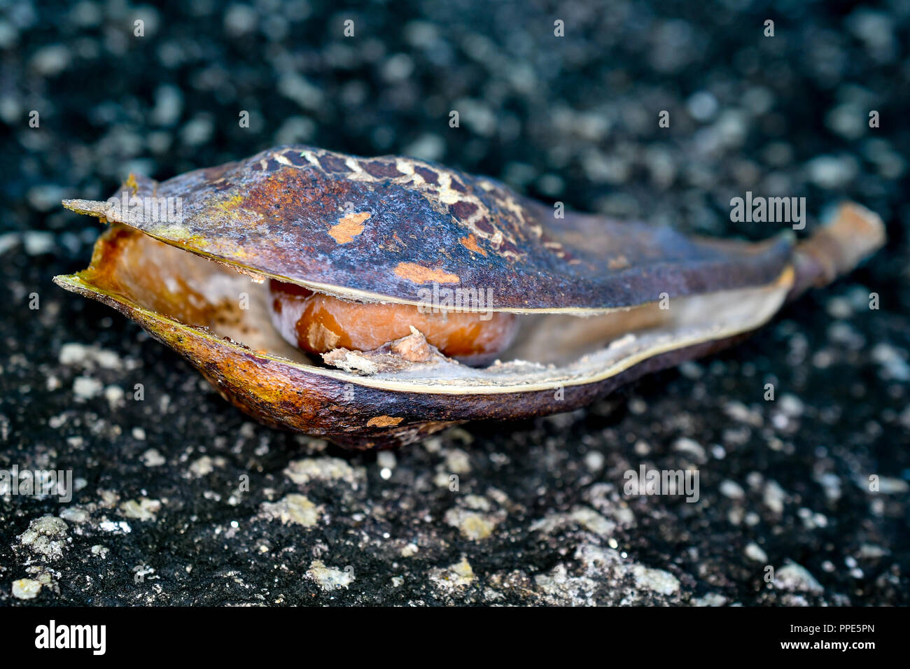 dried seed pod tropical Stock Photo