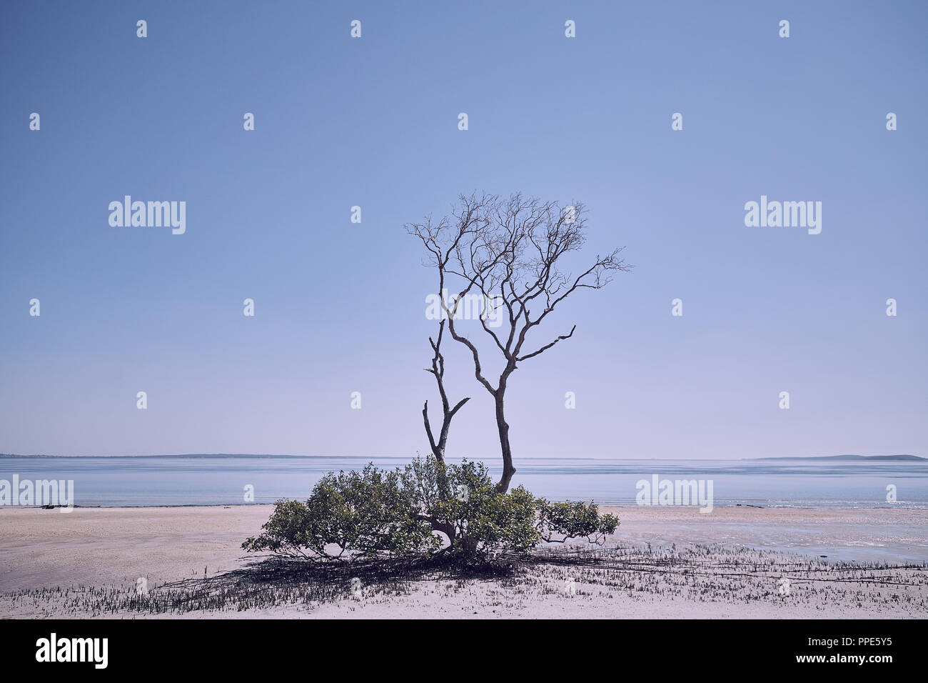 Mangrove at low tide on Fraser Island beach, Queensland, Australia Stock Photo