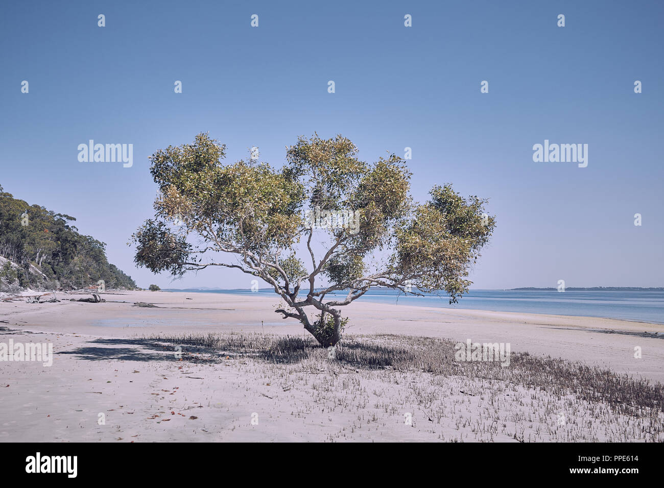 Mangrove at low tide, Fraser Island QLD Stock Photo