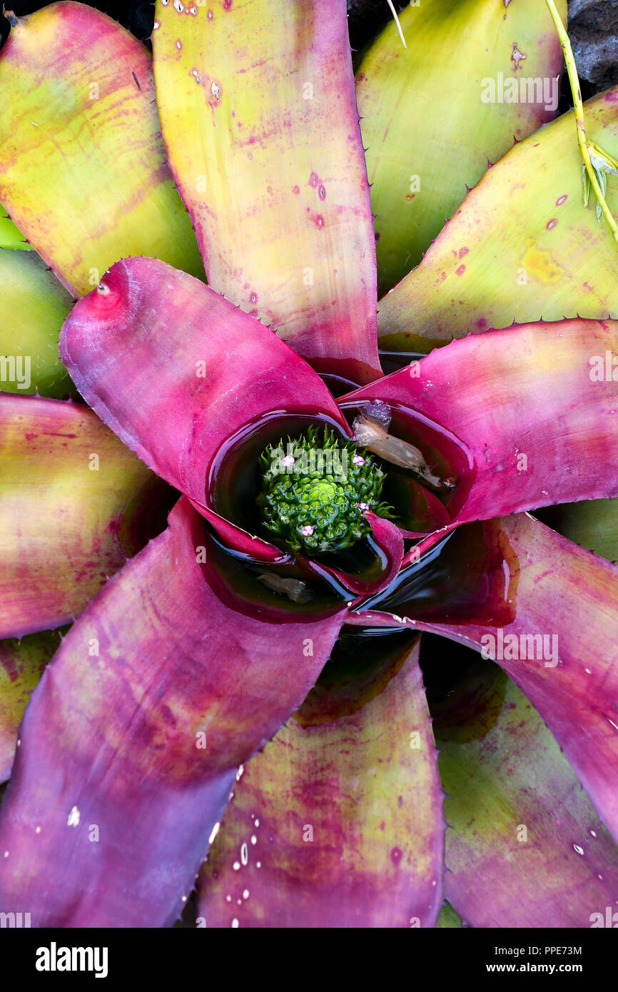 pink bromeliad plant with water tank Stock Photo