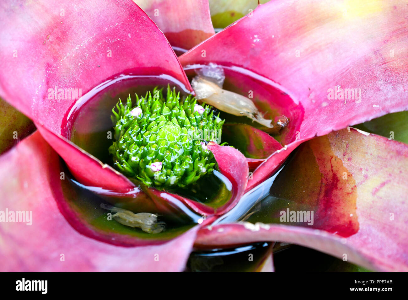 pink bromeliad plant with water tank Stock Photo