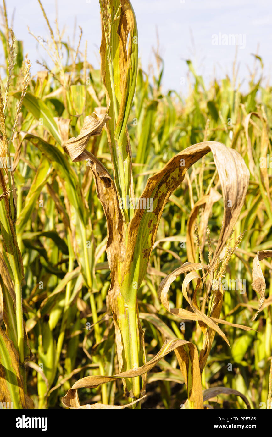 Dried corn in the summer of 2015 due to water scarcity without rain on ...