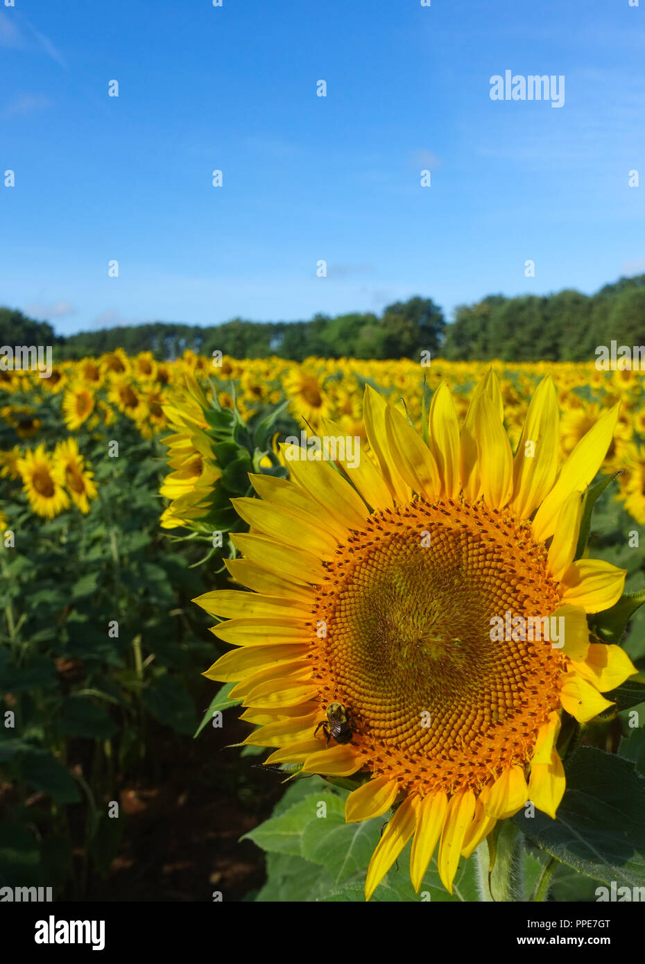 A bee lands on a sunflower and pollinates it in a sunflower field underneath a blue sky in summer Stock Photo