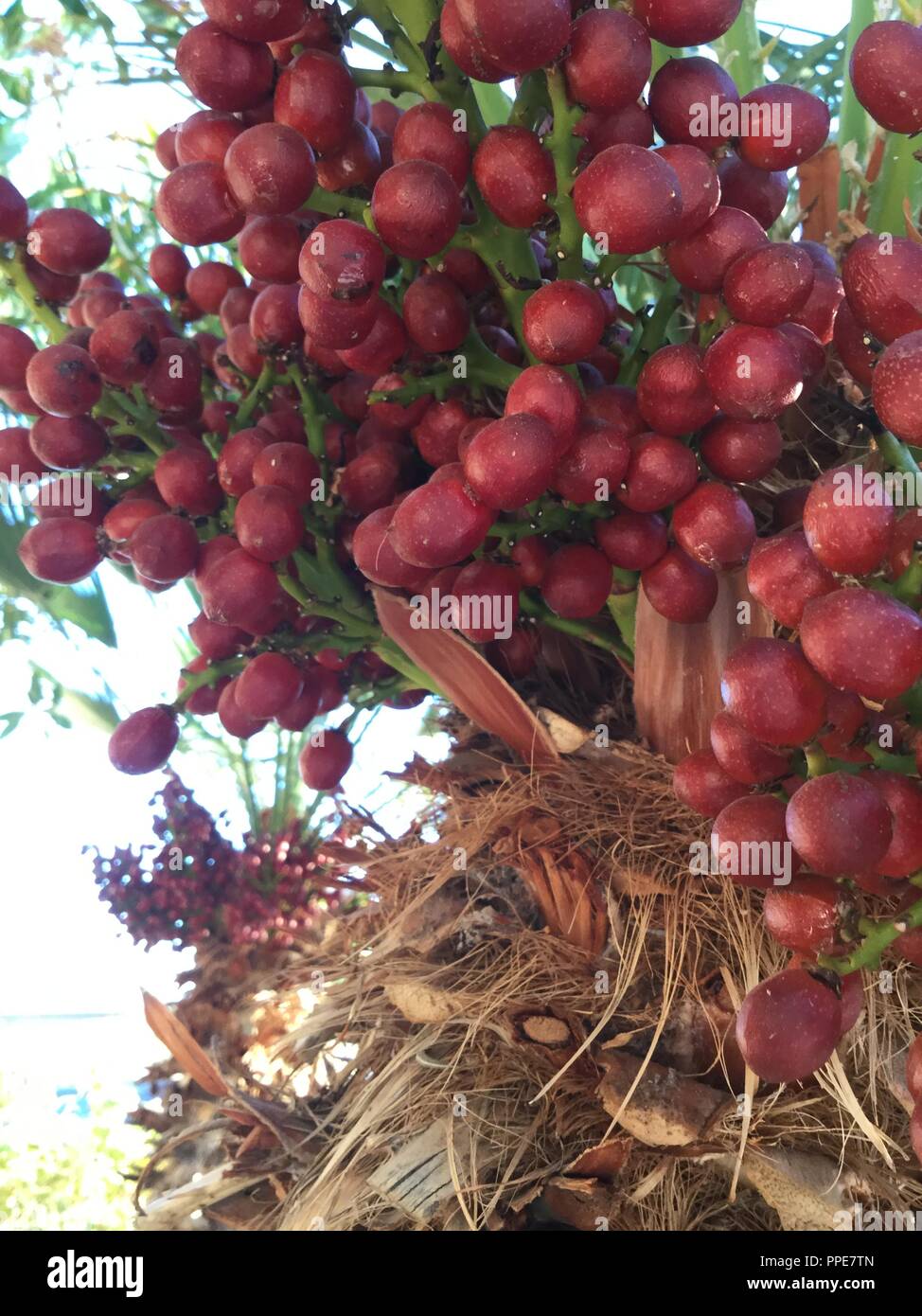 Red fruit on a palm tree, closeup view. Stock Photo