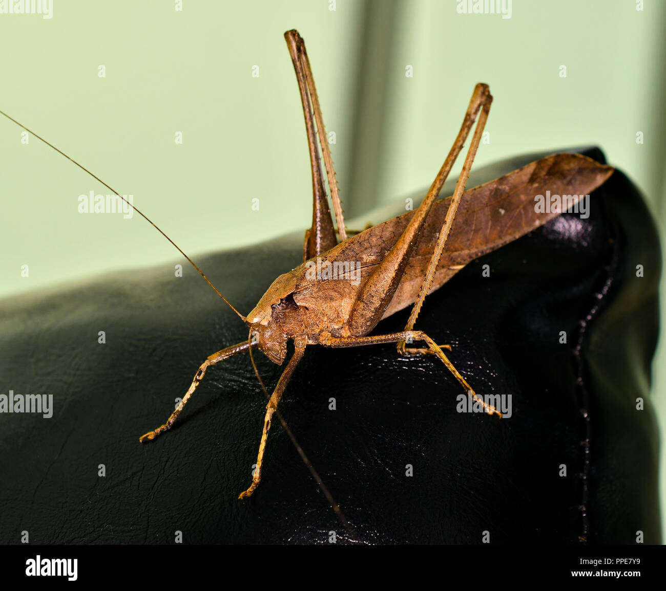 brown leaf locust grasshopper Stock Photo