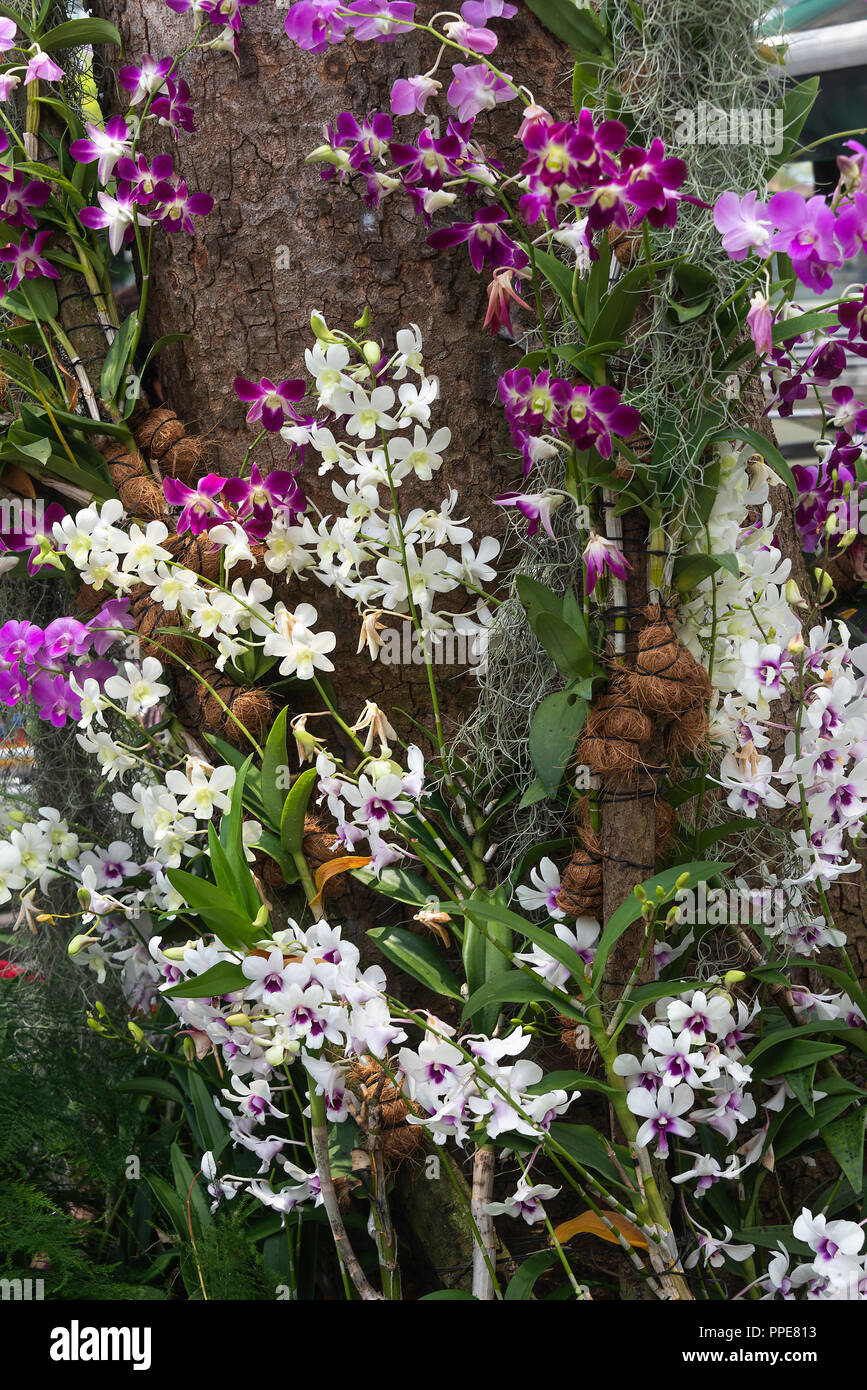 A Beautiful Display of Purple, Pink and White Orchid Flowers Climbing