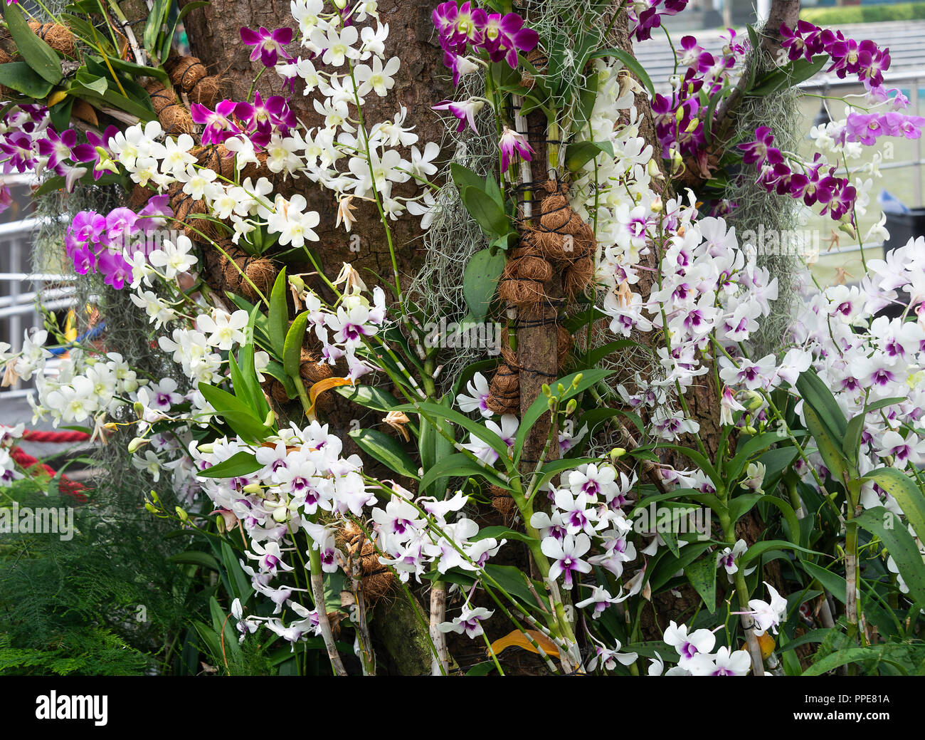 A Beautiful Display of Purple, Pink and White Orchid Flowers Climbing