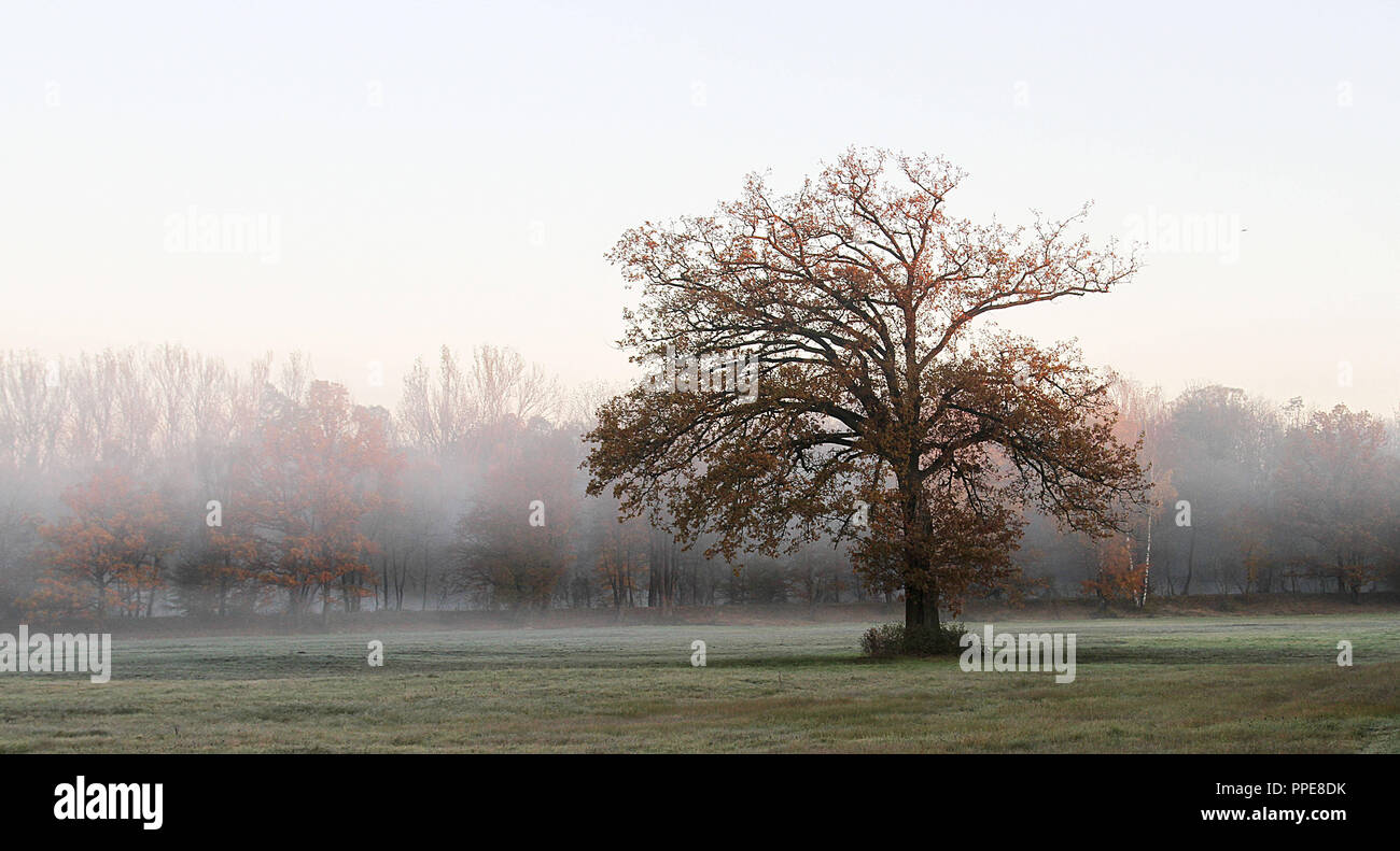 Early morning fog in the autumn at the Amper meadows at Mitterndorf. Stock Photo