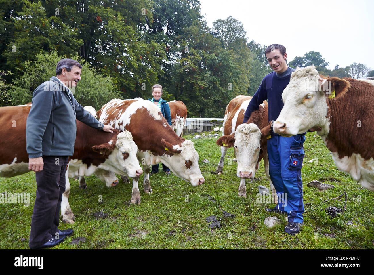 The farmer family Moritz junior and senior and Barbara Sappl from the farm 'Zum Leonhardt' in Antorf with their Simmental cattle in the pasture. Stock Photo
