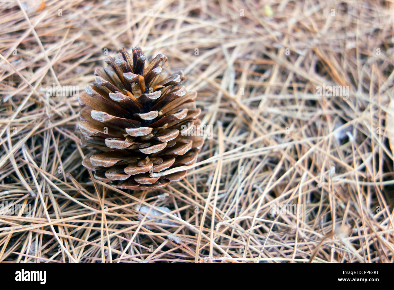 Cedar needles hires stock photography and images Alamy