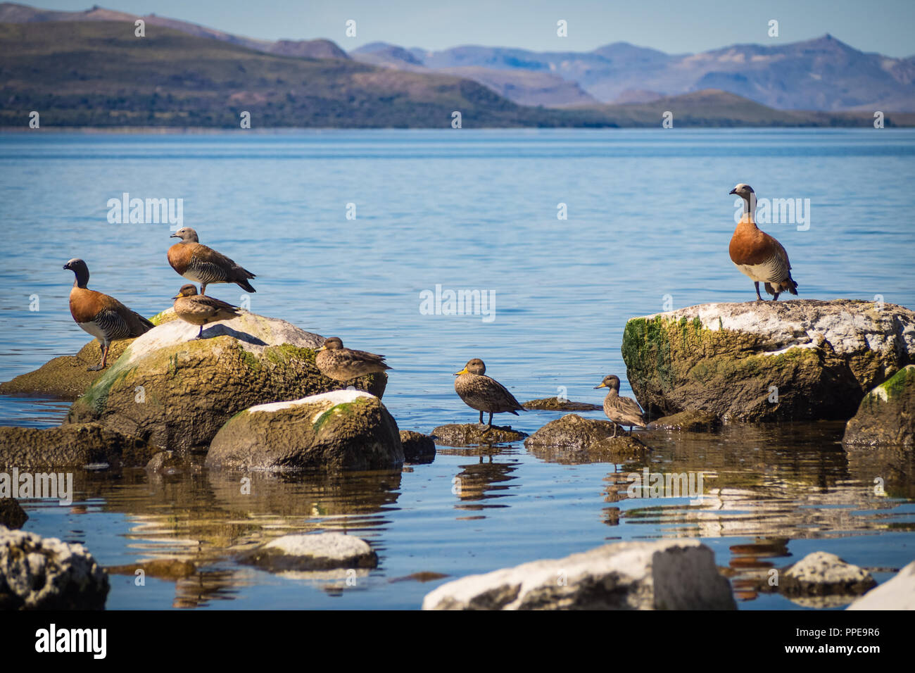 bird resting on a rock at Nahuel Huapi Lake in San Carlos de Bariloche, Argentina.Patagonia Stock Photo