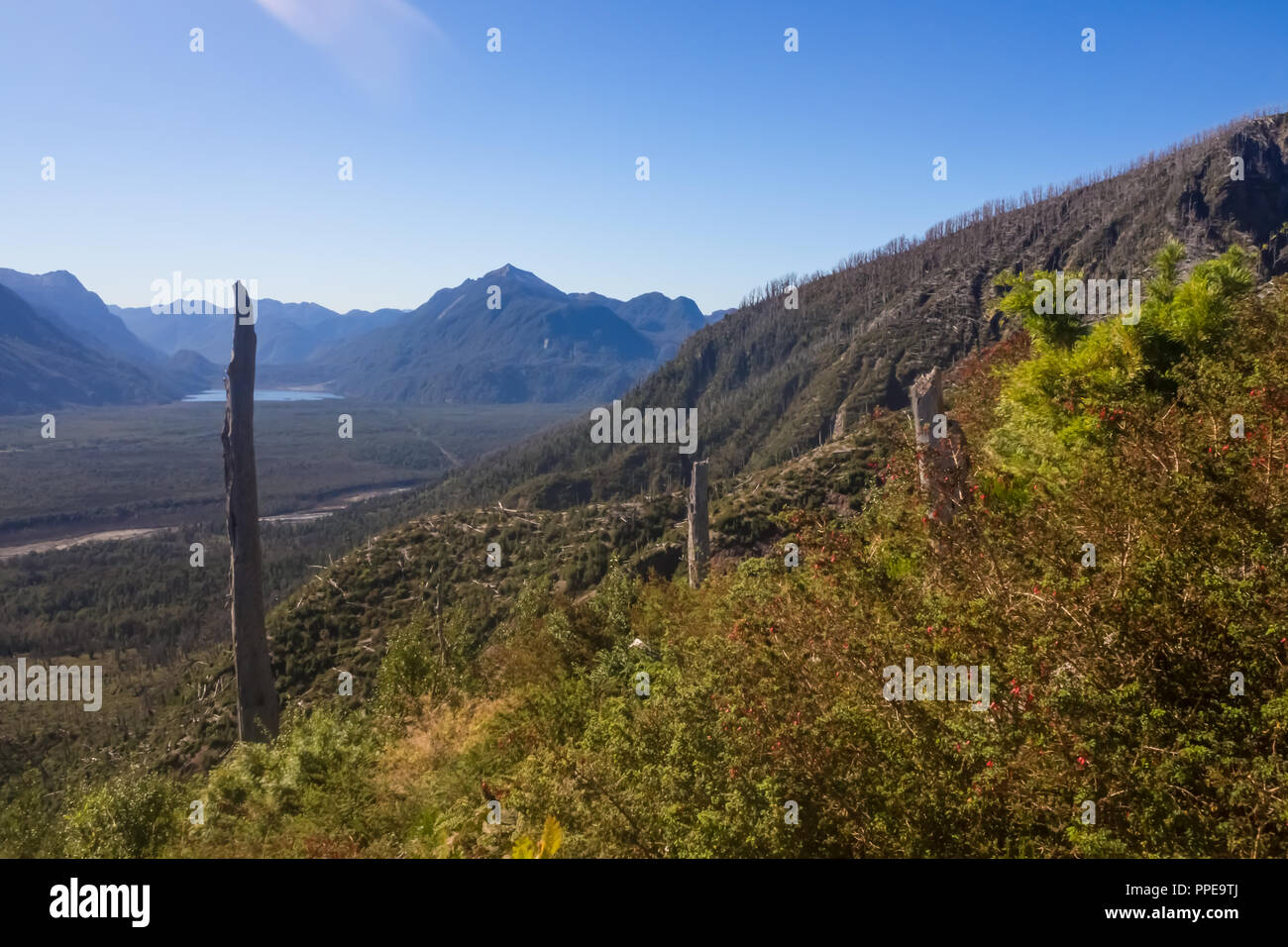 Panoramic from the top of Chaiten volcano in patagonia, Chile. Detail of the dead trees because the eruption of the volcano. Dead trees Stock Photo