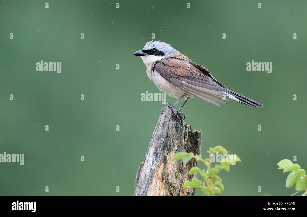 Redbacked Shrike usage worldwide Stock Photo Alamy