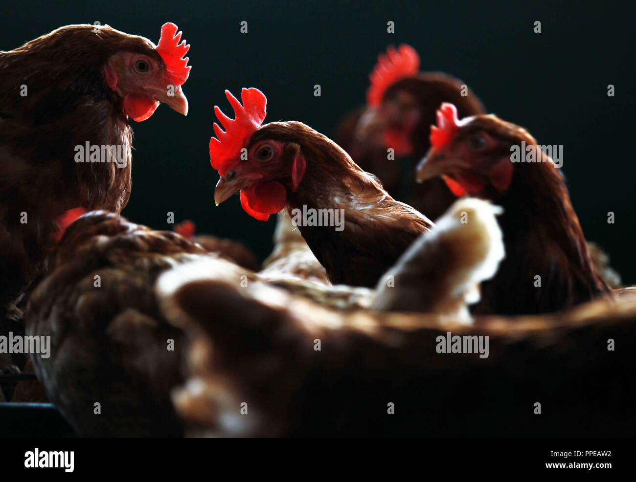 The Bicklhof Organic Farm Chickens Raised By The Schleich Family