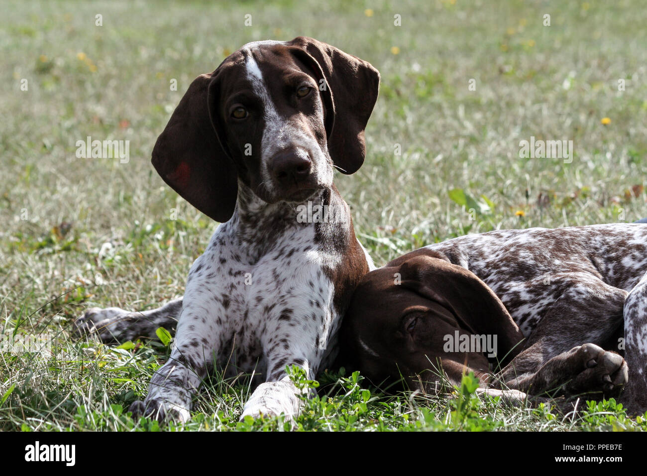 german shorthaired pointer, kurtshaar two brown spotted puppy, portrait of two animals, one asleep with his head on the grass, the second turned his Stock Photo