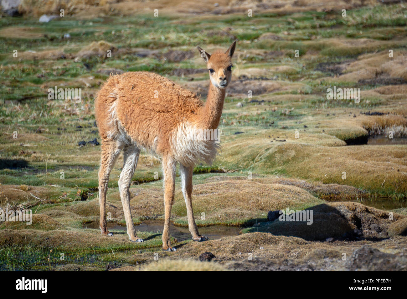 Close up of a vicuna near Las Cuevas, Chile, South America Stock Photo