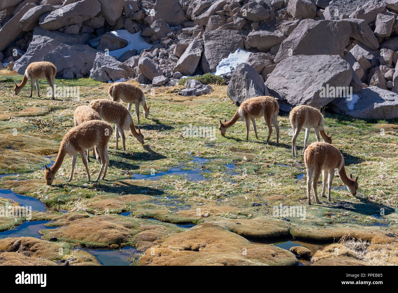 Vicunas grazing in field near Las Cuevas, Chile, South America Stock Photo