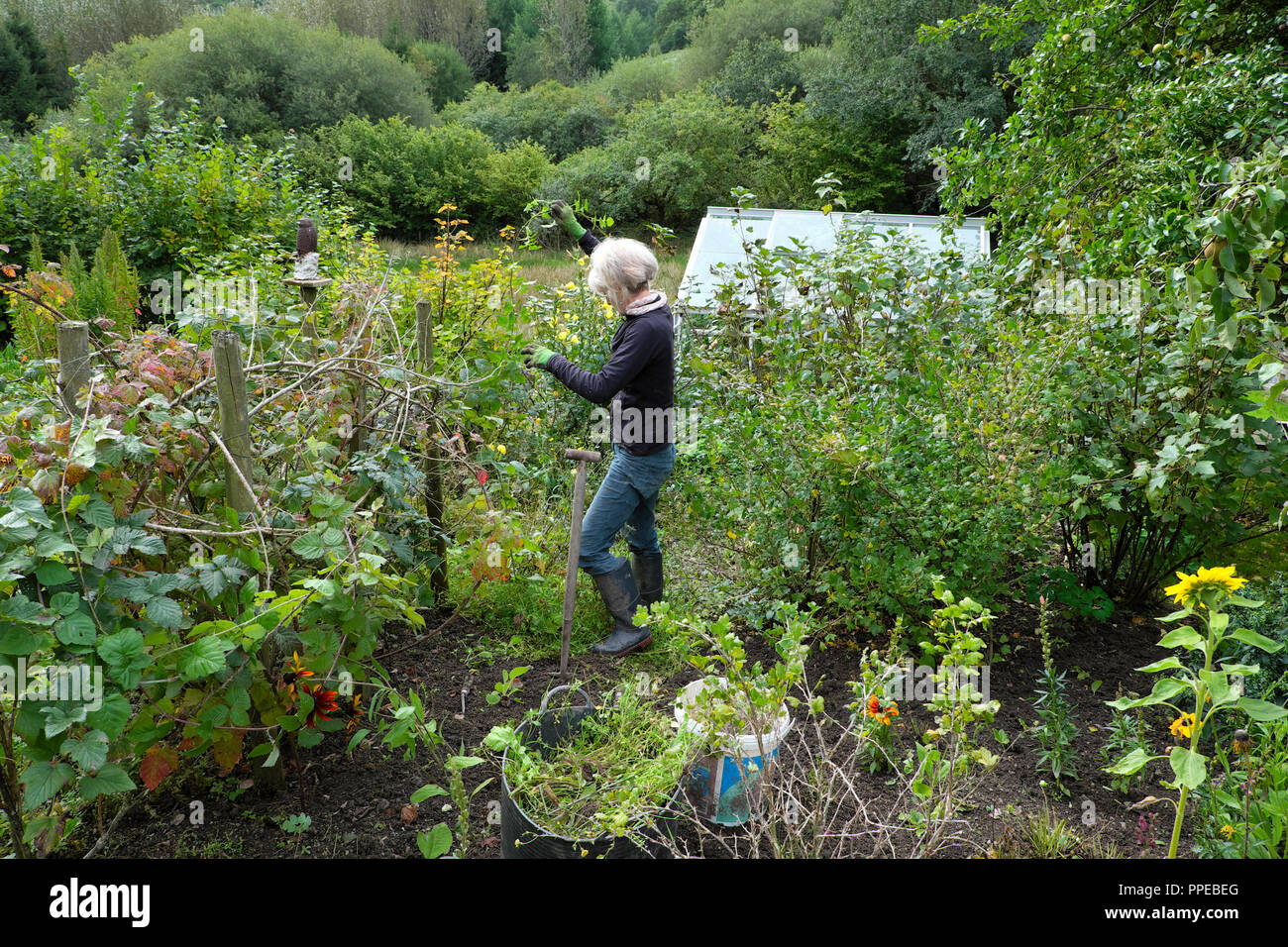 Older senior woman weeding around soft fruit bushes in a vegetable and flower country garden in autumn Carmarthenshire Dyfed Wales UK  KATHY DEWITT Stock Photo