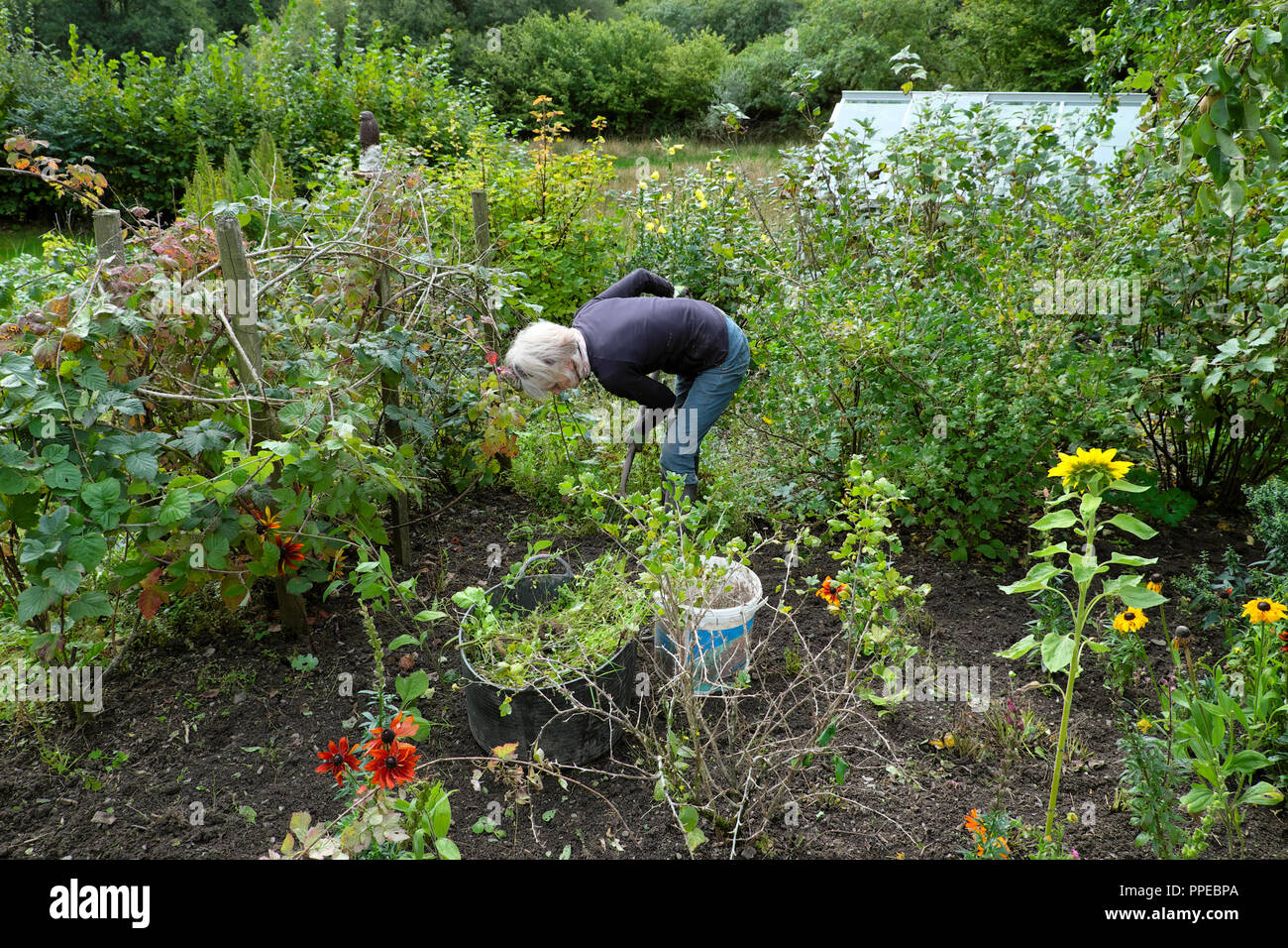 Older senior mature woman digging and weeding in a veg vegetable fruit and flower garden in autumn Carmarthenshire West Wales UK  KATHY DEWITT Stock Photo