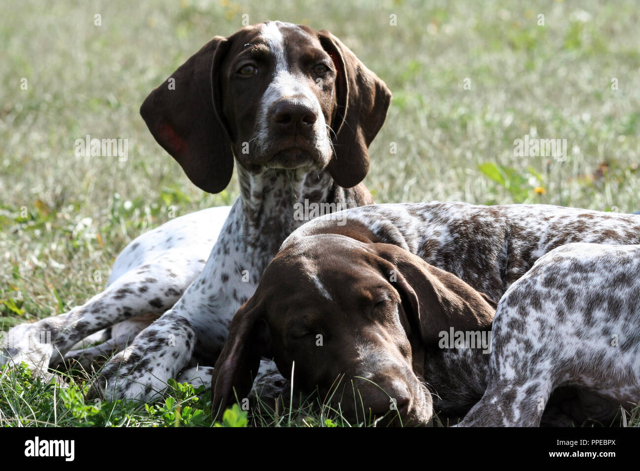 german shorthaired pointer, kurtshaar two brown spotted puppy, portrait of two animals, one asleep with his head on the grass, the second raised his Stock Photo