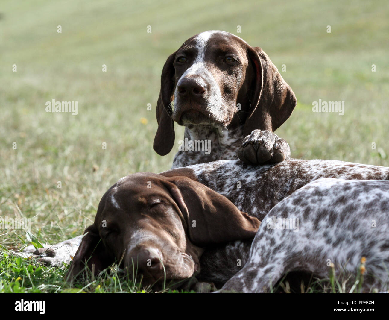 german shorthaired pointer, kurtshaar two brown spotted puppy, portrait two animals, one asleep with his head on grass, second one puts his paw on Stock Photo