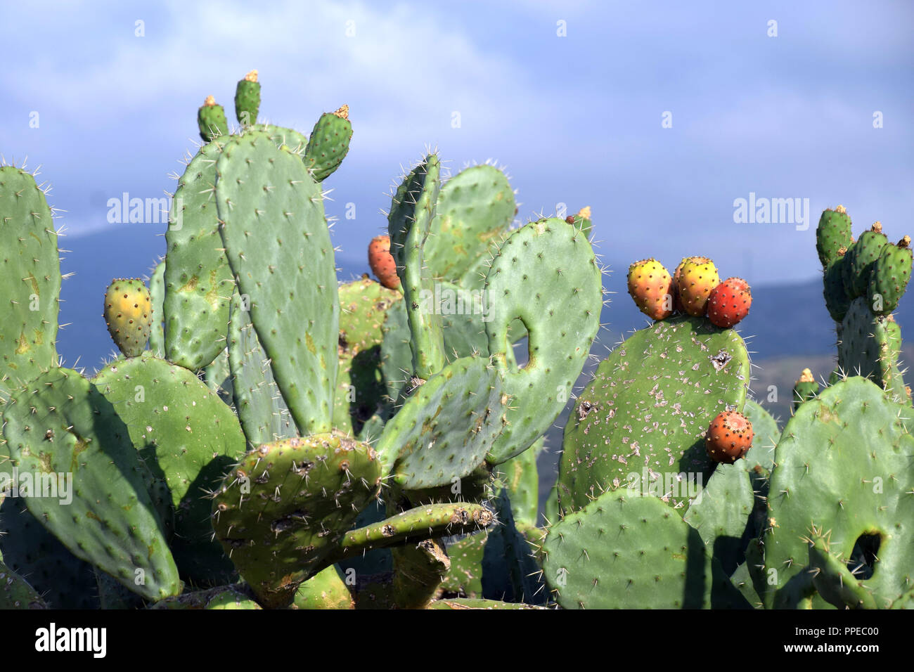 idyllic landscape on sardinia with cactus plant and blue sky, fruits of  Opuntia ficus-indica a species of cactus of sardinia Stock Photo - Alamy