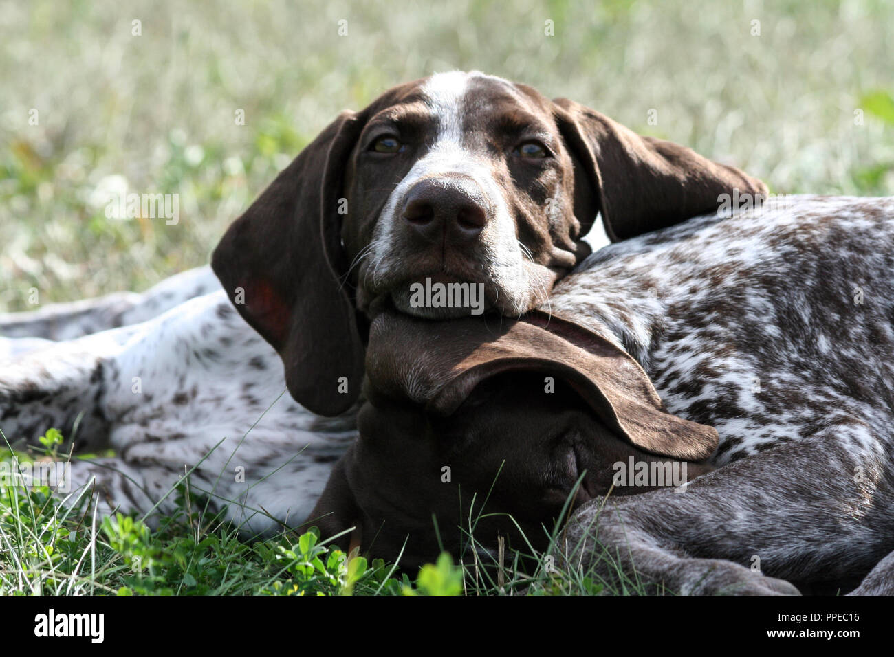 german shorthaired pointer, kurtshaar two brown spotted puppy, portrait of two animals, one asleep with his head on the grass, the second put his head Stock Photo