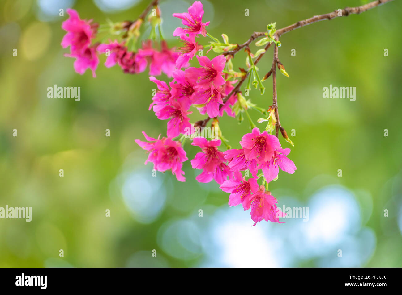 Bright Cherry Blossoms Stock Photo Alamy