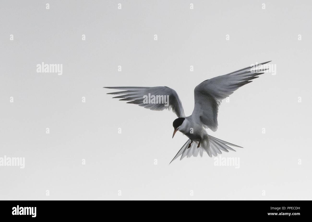 Norway; Troms; Tromso; birds; Arctic Tern, Sterna paradisaea, flight ...