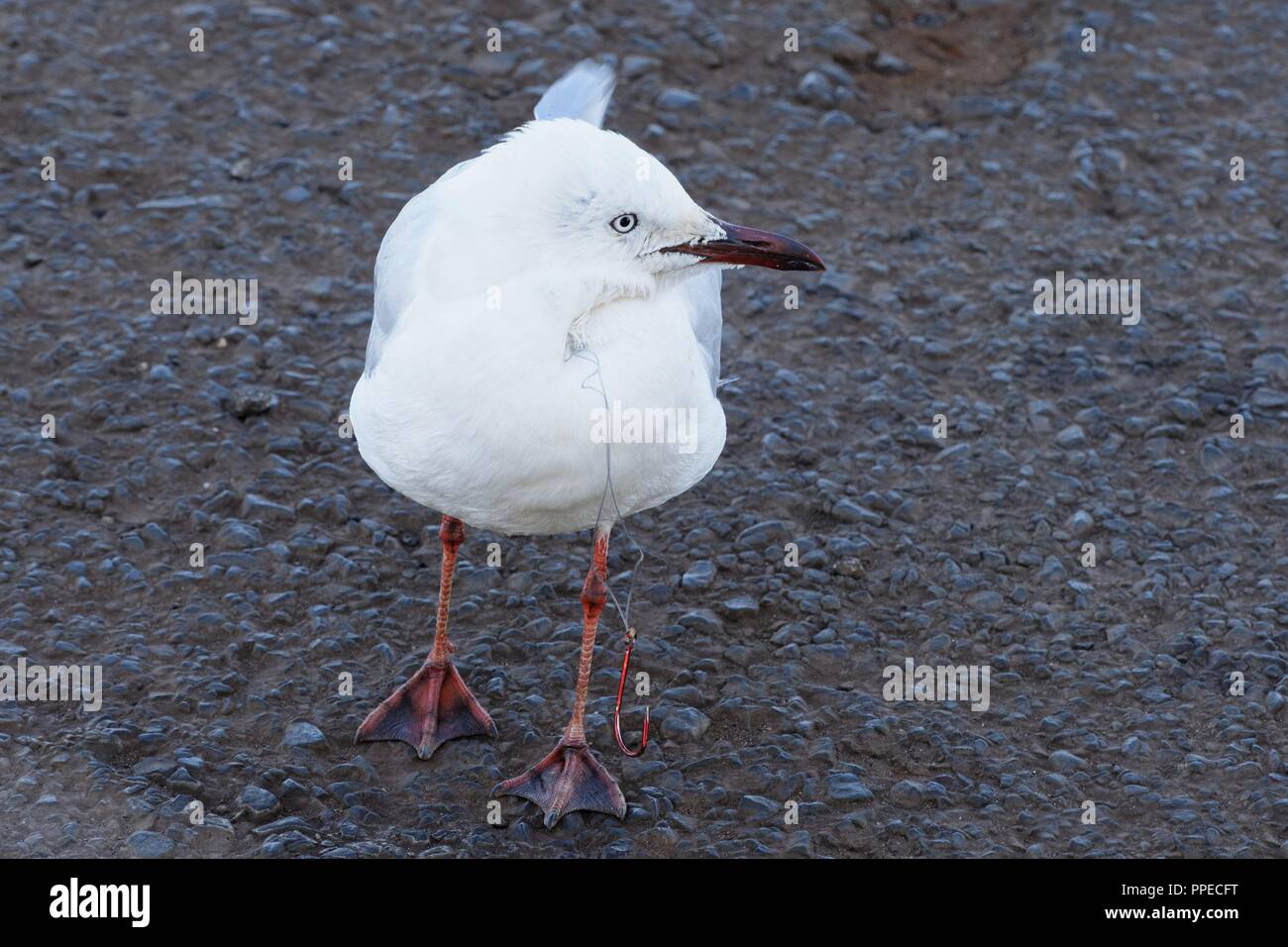 Seagull  (Croicocephalus novaehollandiae) wearing a fish hook attached to fishing line as a necklace, Northwest Australia | usage worldwide Stock Photo