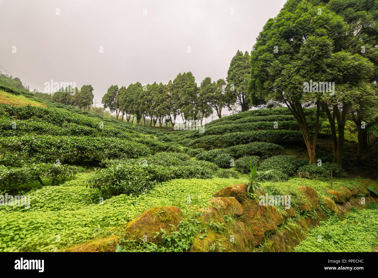 Tea Growing in the Mountains of Taiwan Stock Photo