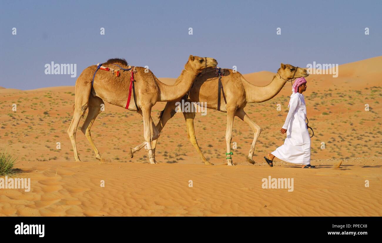 A Bedouin Walks With Two Camels Through The Wahiba Sands Desert In Oman Strictly Speaking The