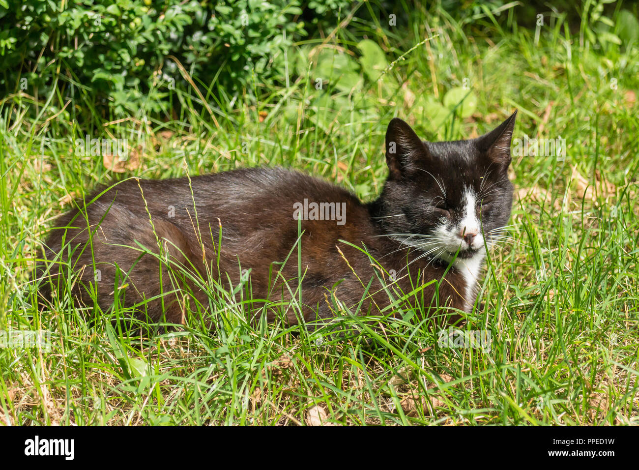 Black and white cat lying in green grass eyes closed sleeping Stock Photo