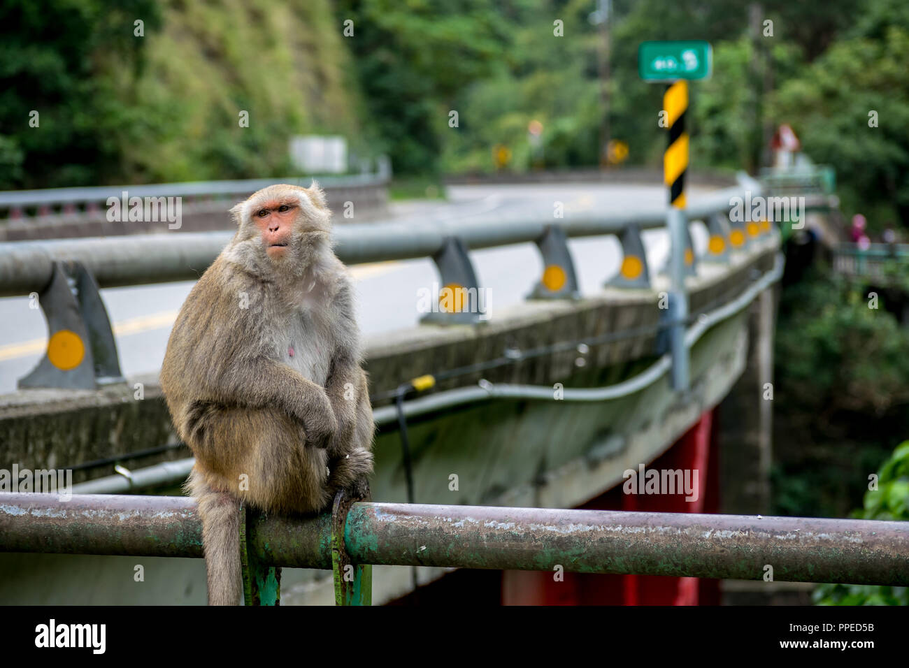 Formosan Rock Macaque on the Roadside, East Coast of Taiwan Stock Photo