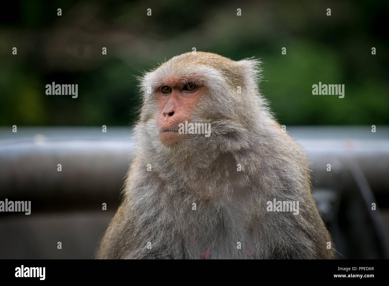 Formosan Rock Macaque, East Coast of Taiwan Stock Photo