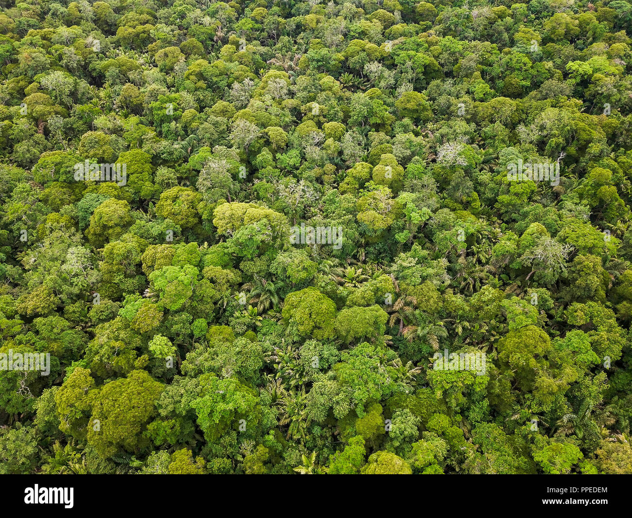 RainForest, Tortuguero National Park, Costa Rica Stock Photo