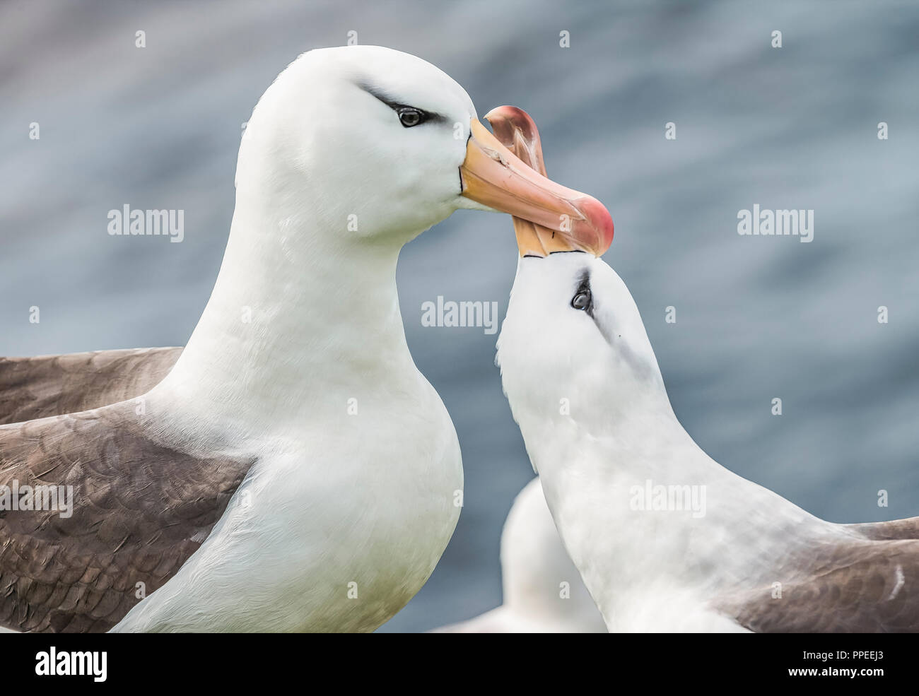 The black-browed albatross, also known as the black-browed mollymawk, is a large seabird of the albatross family. Stock Photo