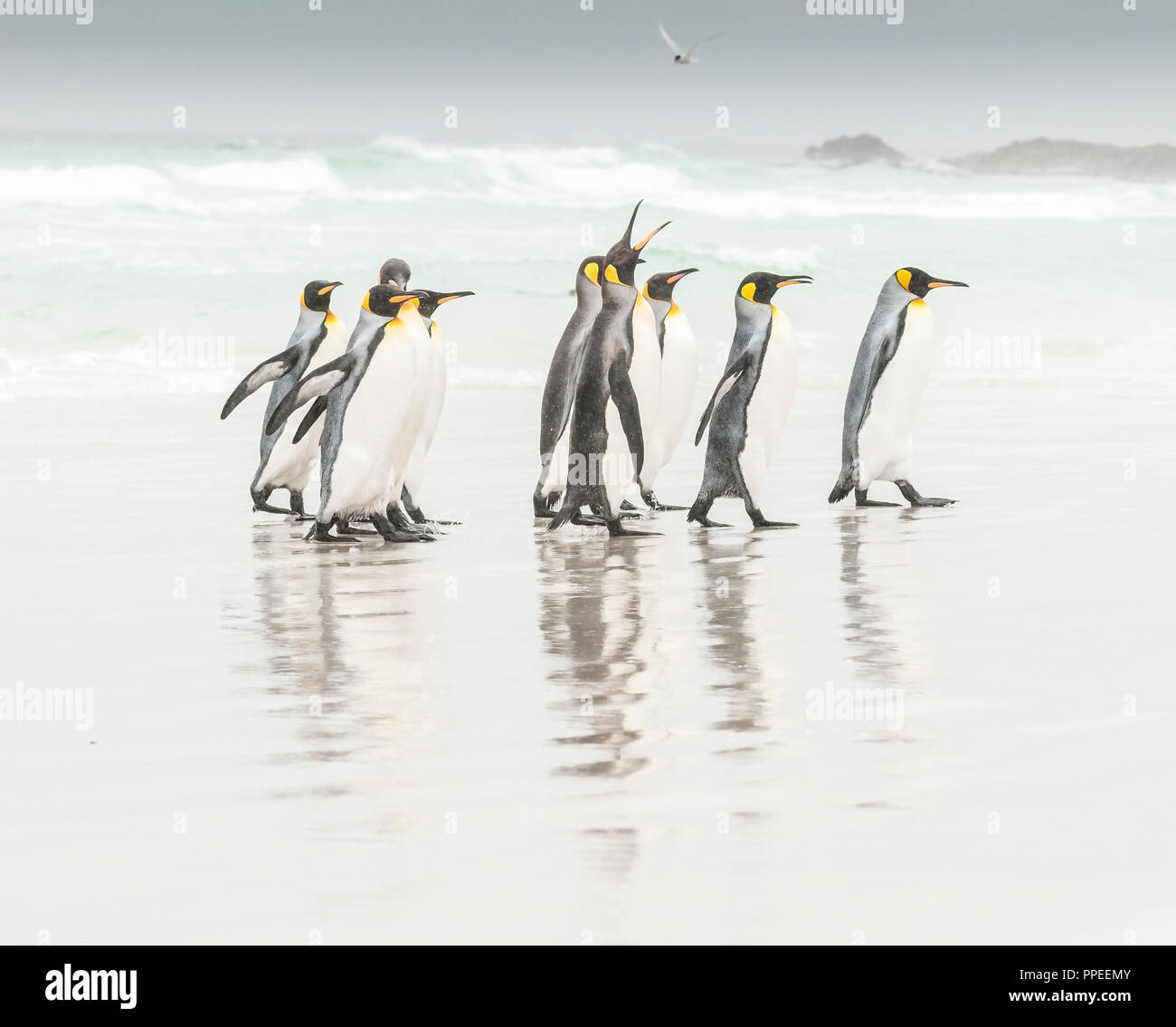 A king Penguin scolding the south american tern. Stock Photo