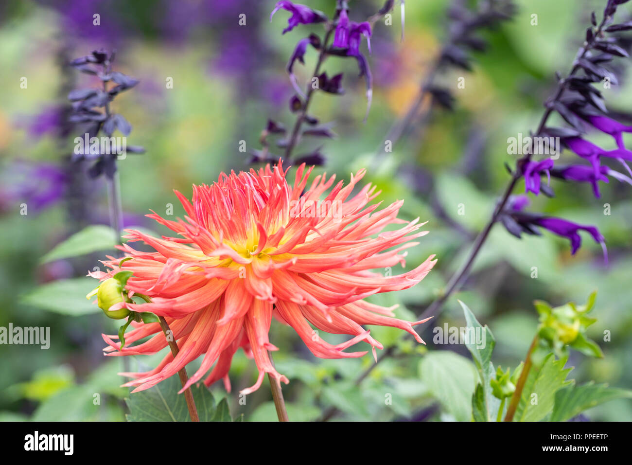 Close up of a cactus dahlia flowering in an English garden border Stock Photo