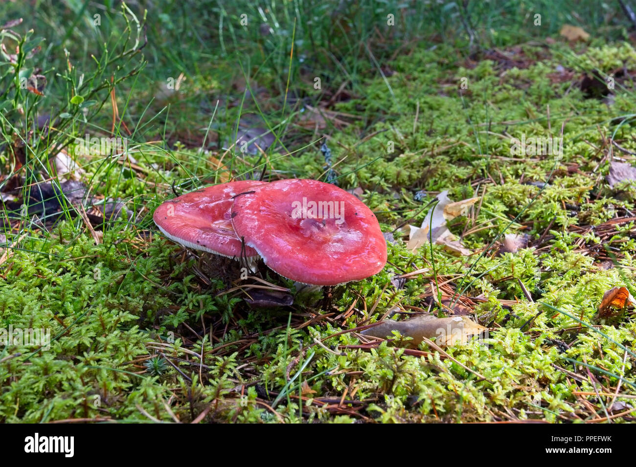 Russula paludosa mushroom Stock Photo