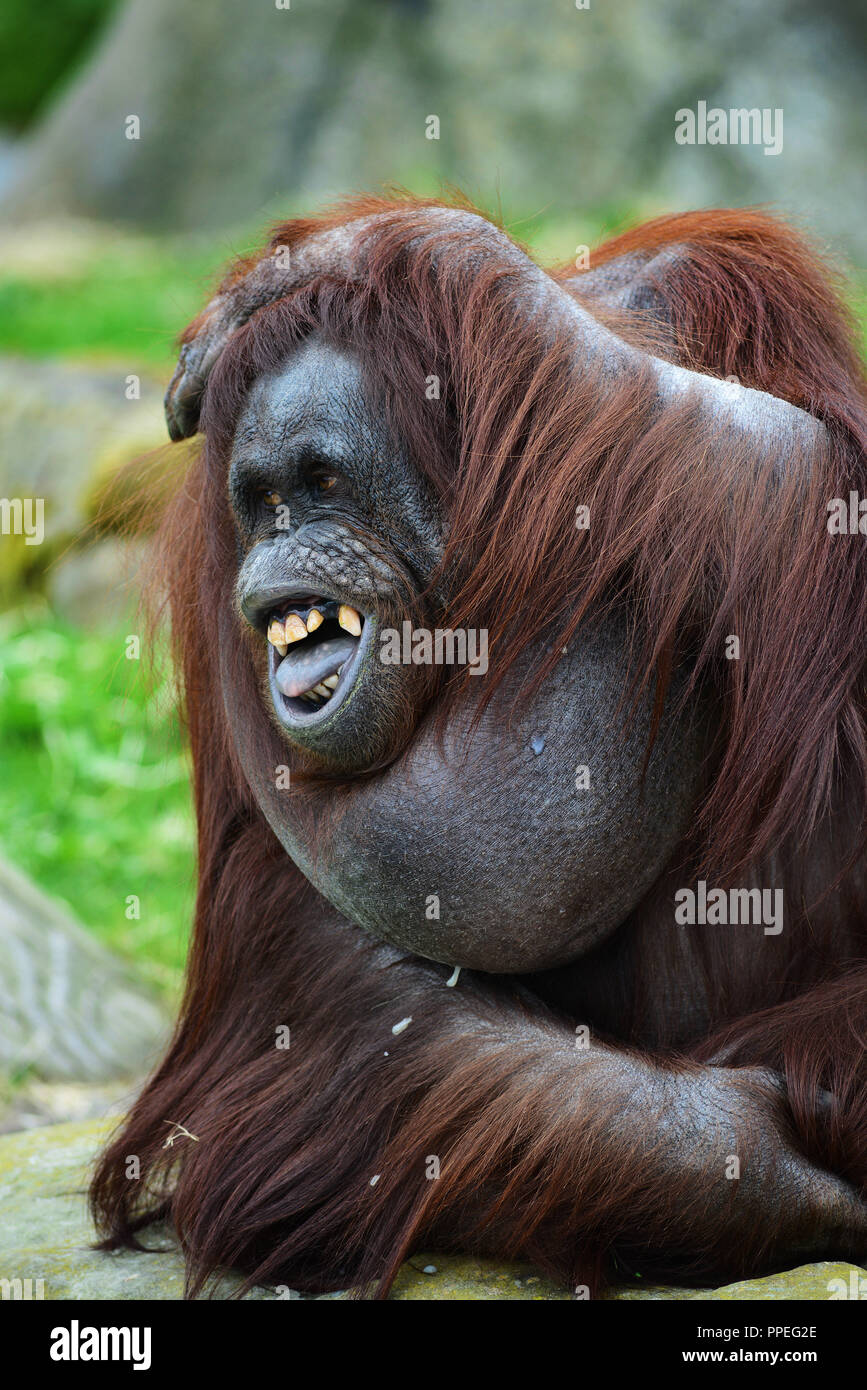 An orangutan at Blackpool Zoo, Lancashire, UK. Stock Photo